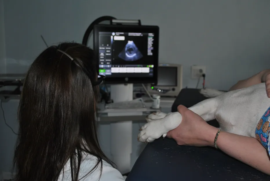 Echocardiography