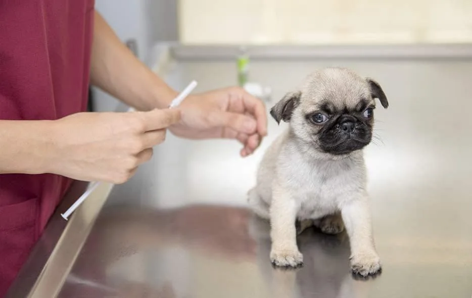 Pug Puppy Receiving Vaccinations