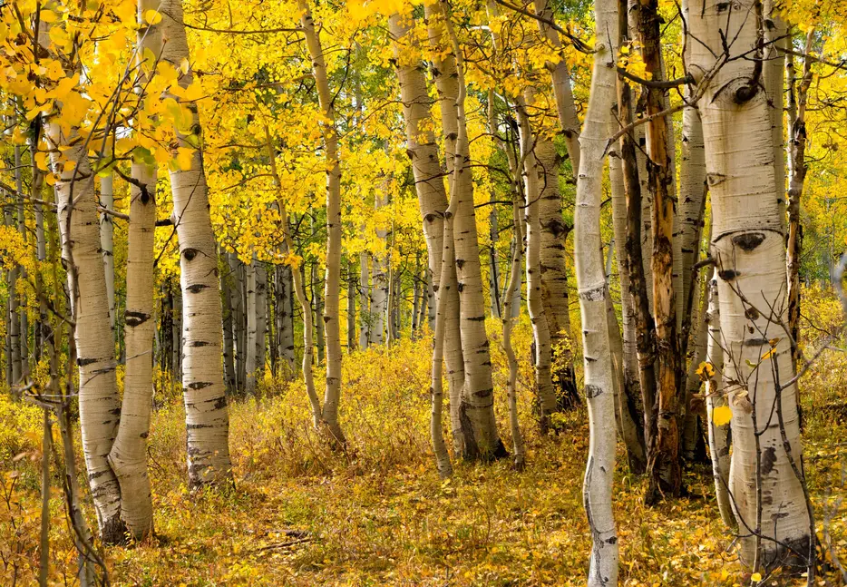 aspens