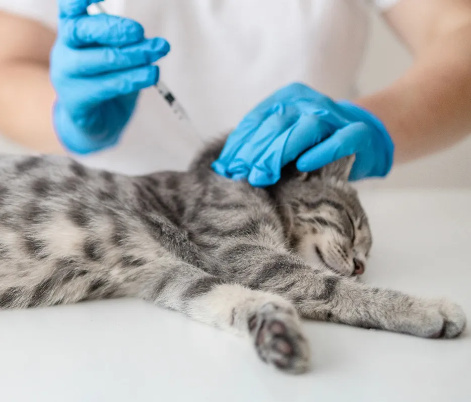 cat receiving its vaccinations