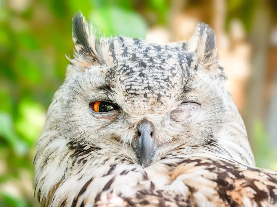 owl