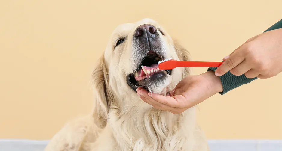 Dog Teeth Cleaning FAQs
