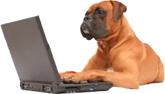 dog-on-laptop