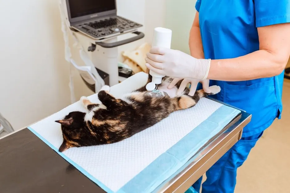 The Importance of Ultrasound in Monitoring Chronic Illnesses in Pets