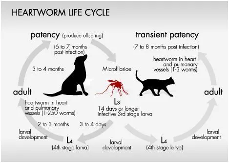 heartworm.JPG