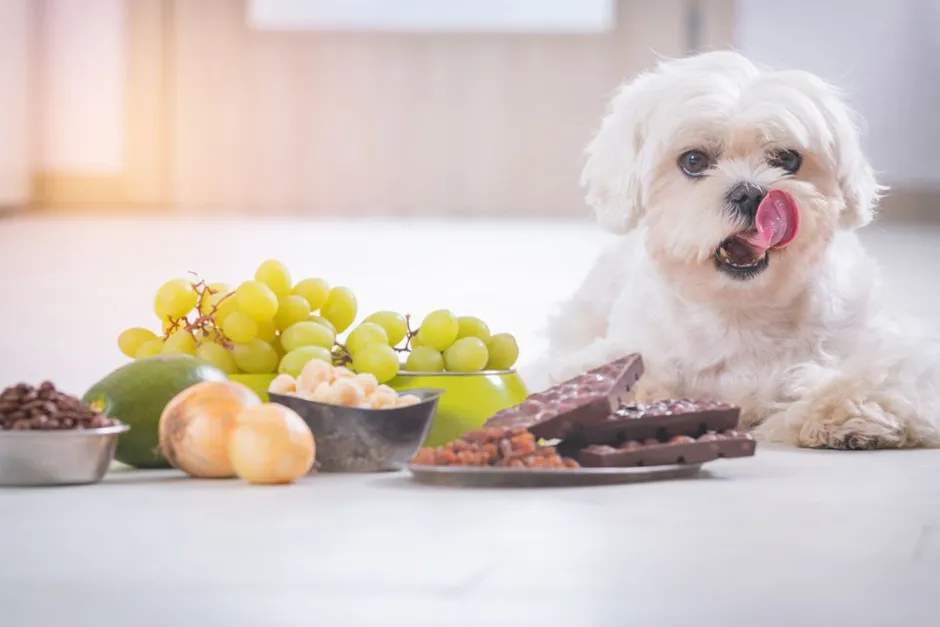 Food Allergies for Pets
