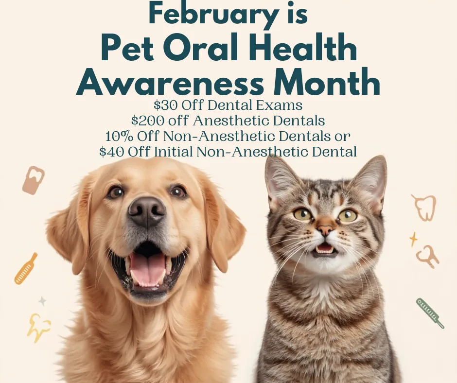 February is national pet oral health awareness month