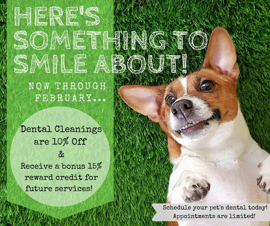 Something to Smile About