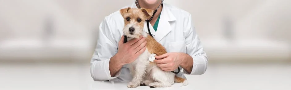 Walden Animal Clinic Offers a Full Range of Veterinary Services