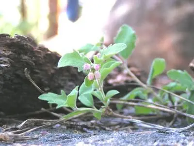 Sprouting plants in the Spring