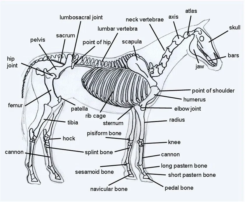 skeleton