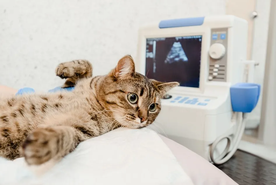 A Comprehensive Guide to Pet Ultrasound Procedures