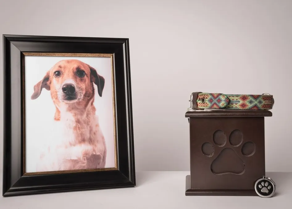 Understanding the Difference Between Communal and Private Pet Cremation