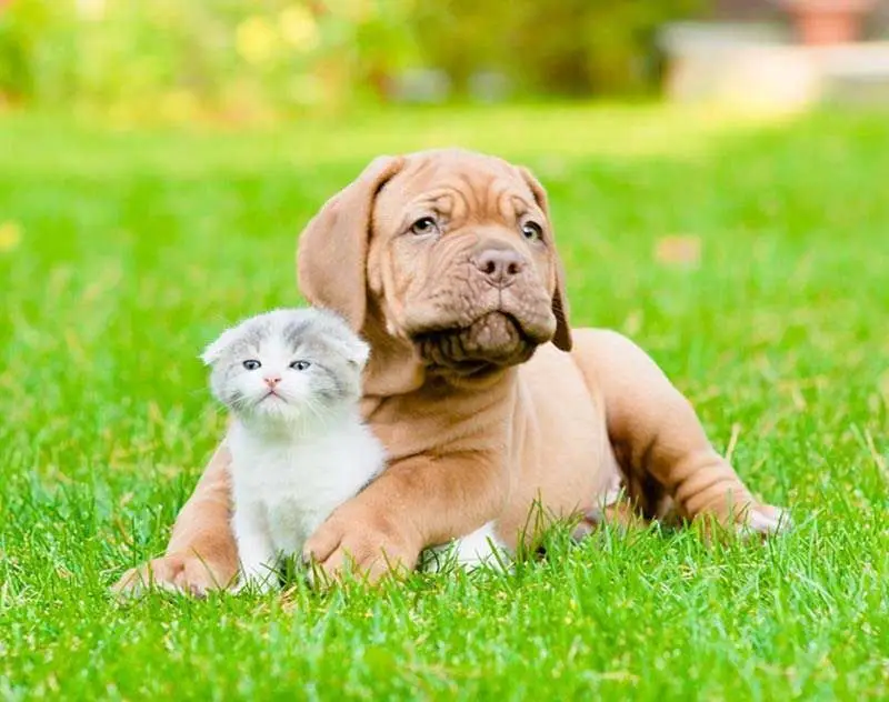 dog and cat