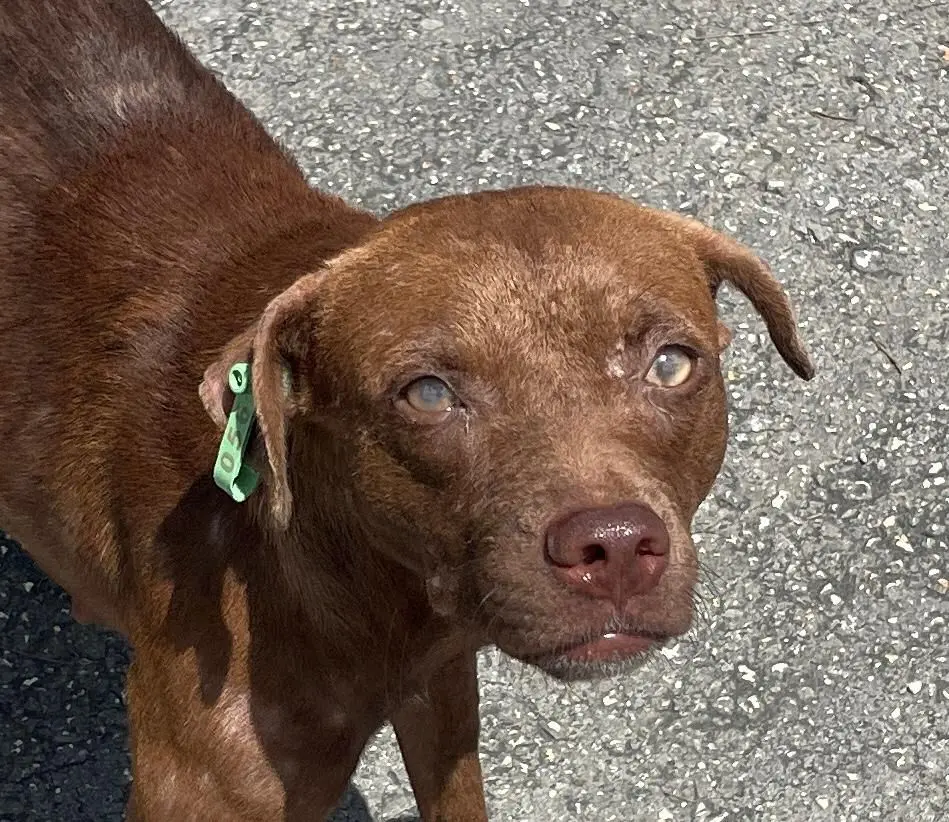 Spay and neuter program