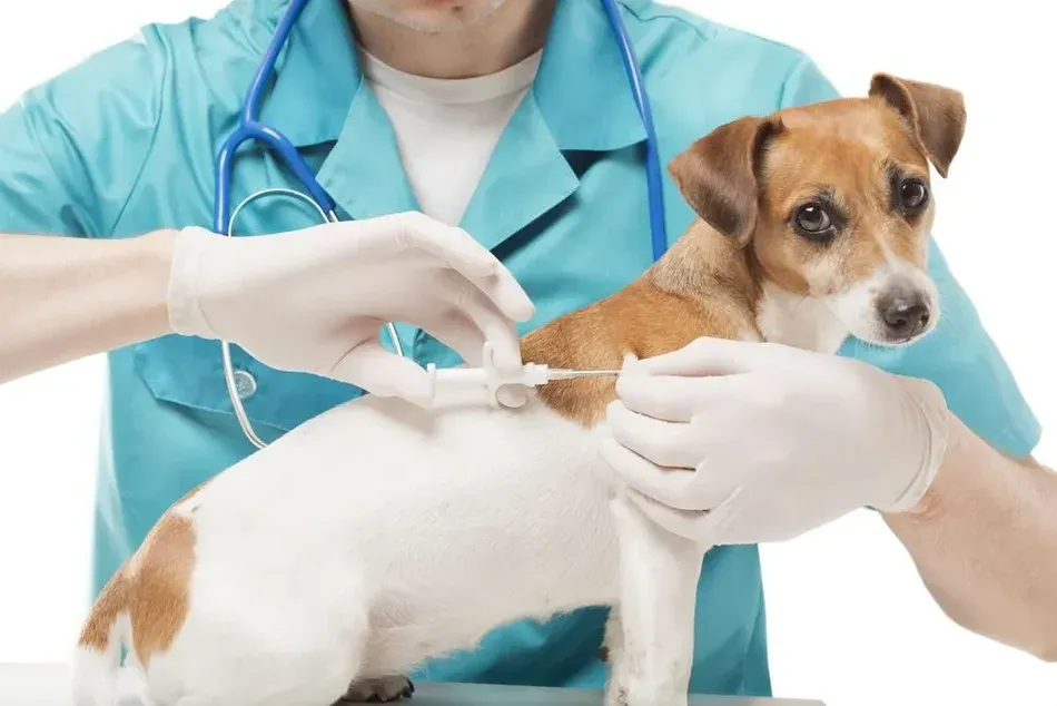 Pet Vaccine