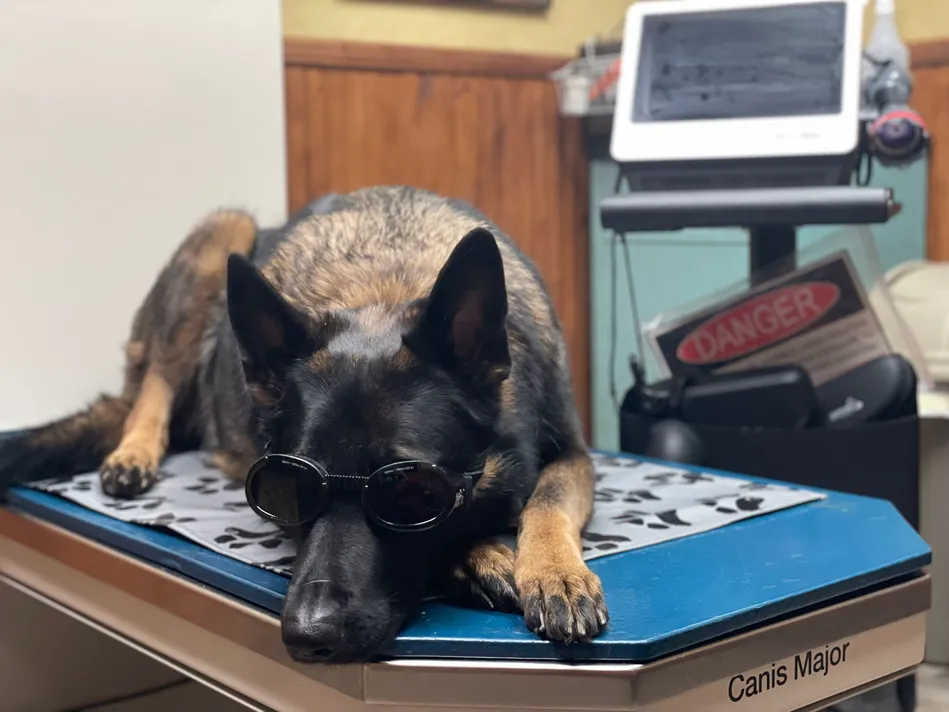 Karma with doggles