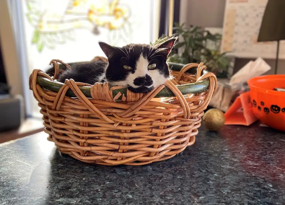 Cat in a basket 