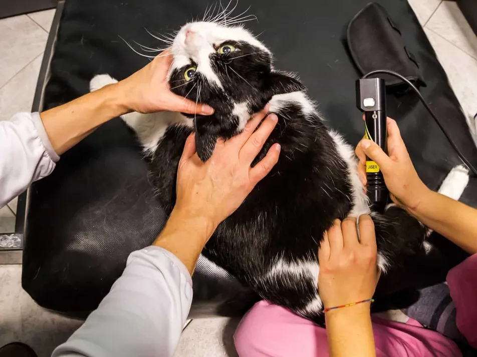 Laser Therapy for Pets