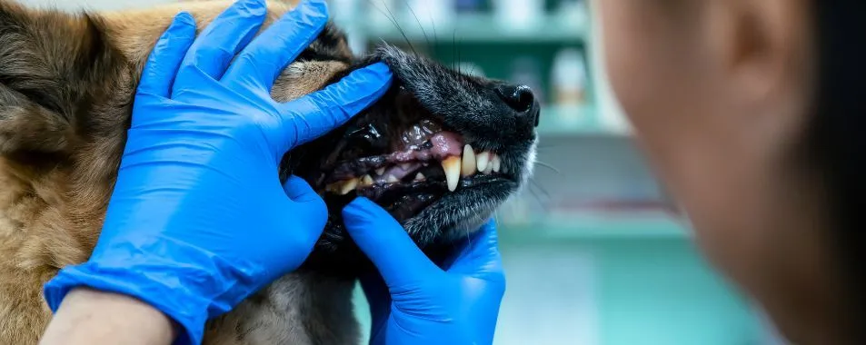 Pet Dental FAQs