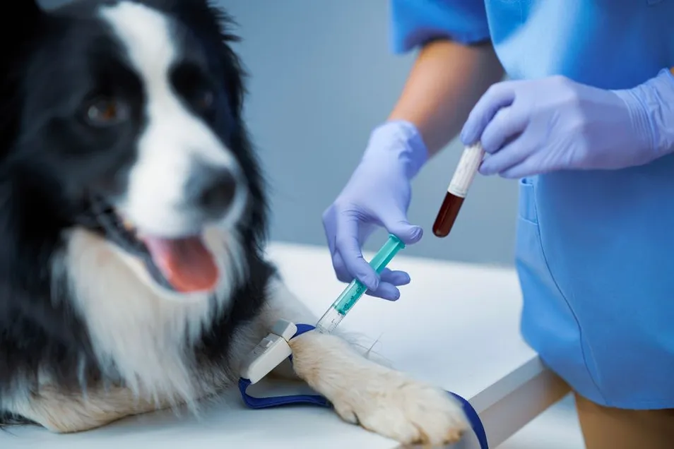 How Regular Blood Tests Can Add Years to Your Pet’s Life