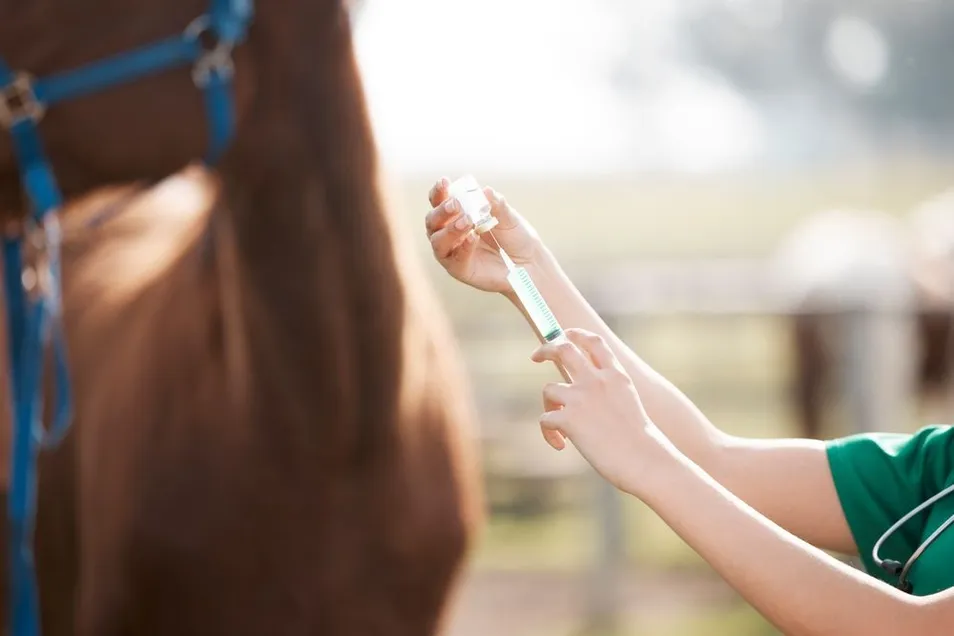 Horse Vaccines