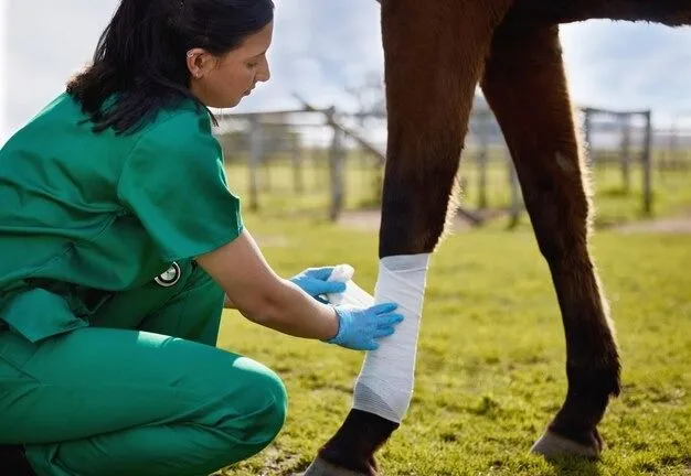 Doctor examining horses legs