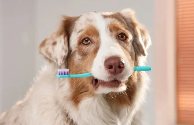 Dog Toothbrush