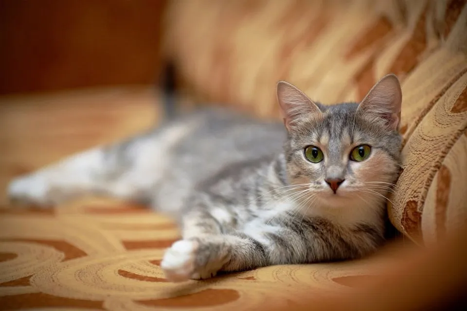 Image of cat lying down