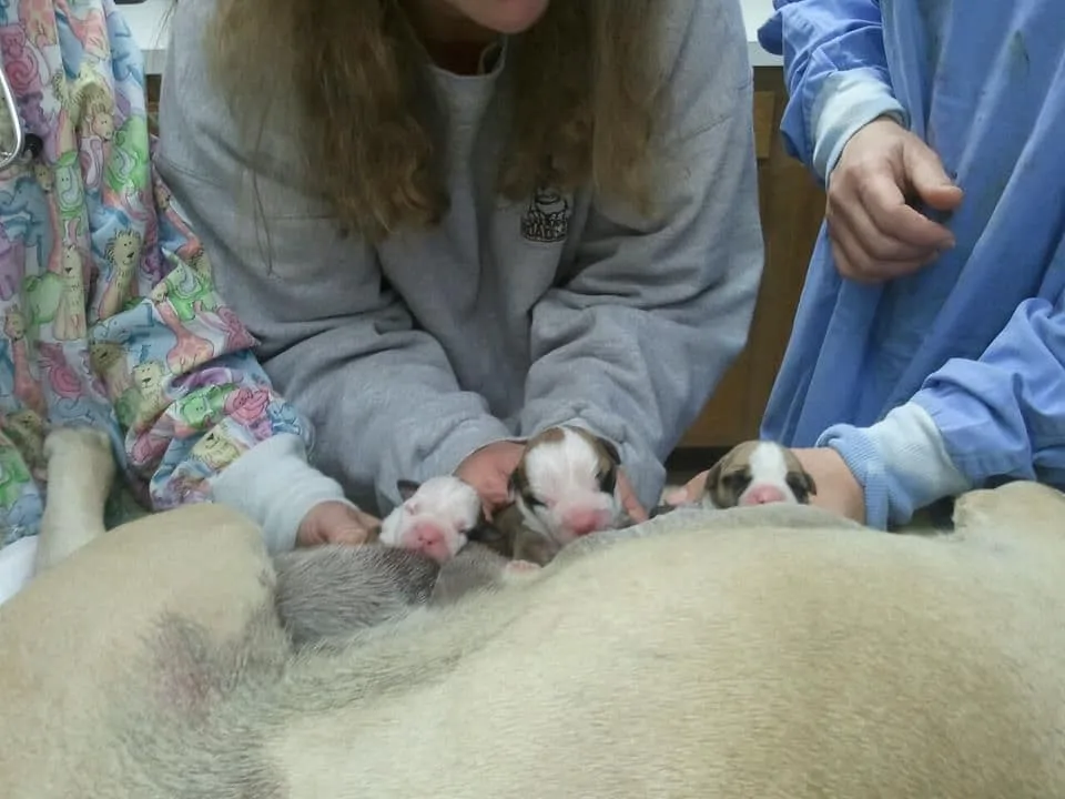 Puppies delivered via C-Section at East Side Vet!