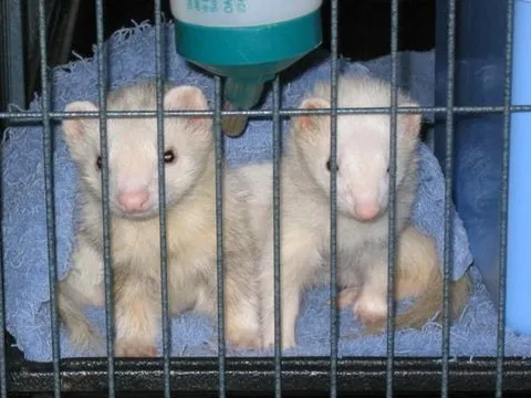 ferrets.jpg