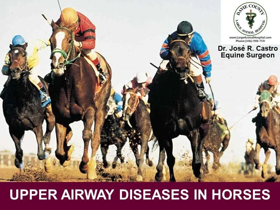 UPPER AIRWAY DISEASES IN HORSES