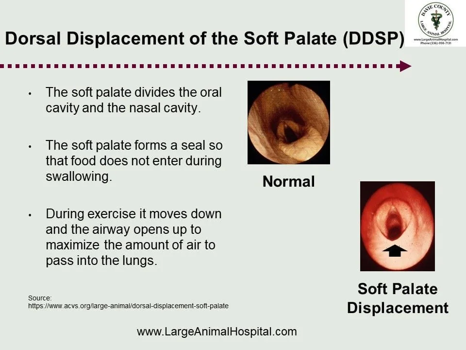 The soft palate divides the oral cavity and the nasal cavity. The soft palate forms a seal so that food does not enter during swallowing. Normal During exercise it moves down and the airway opens up to maximize the amount of air to pass into the lungs.
