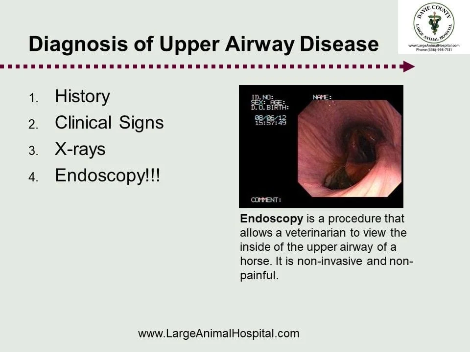 1. History 2. Clinical Signs 3 X-rays 4 Endoscopy!!!