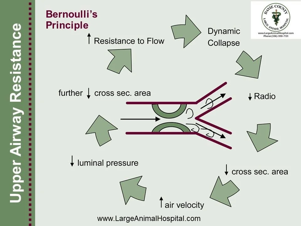Upper Airway Disease Bernoulli's Principle