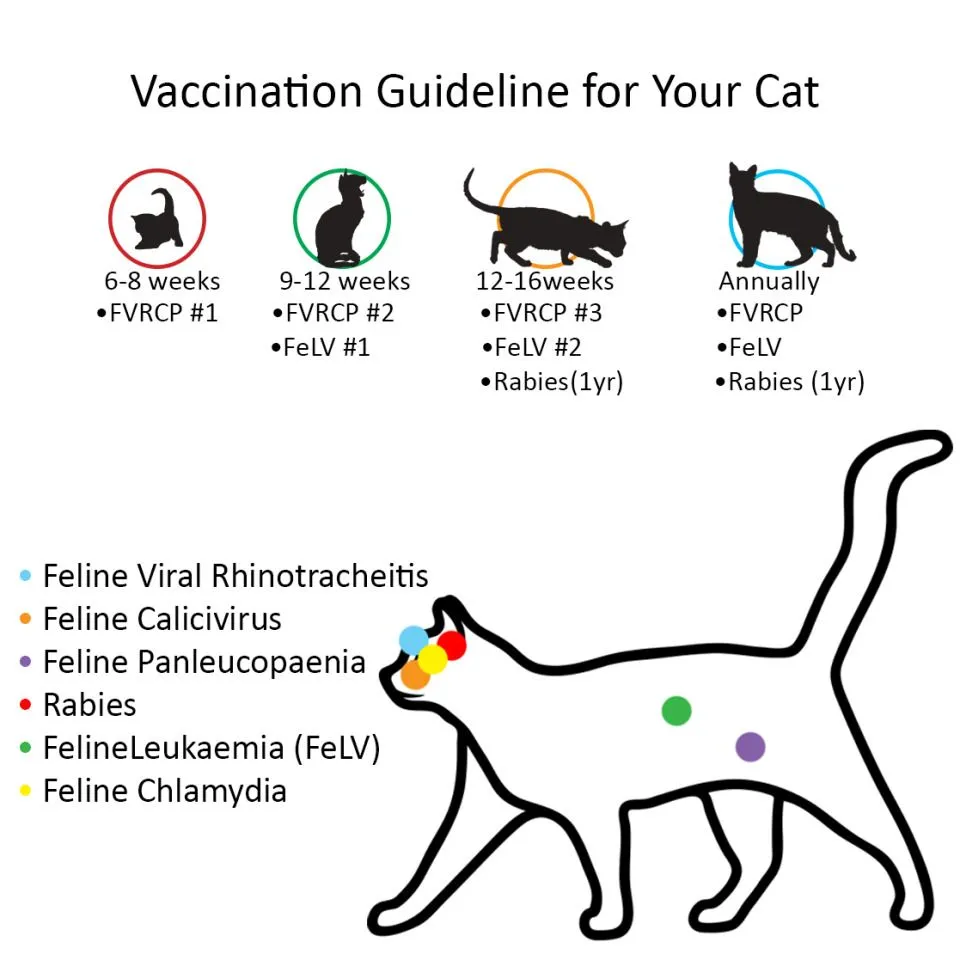 Rabies vaccine hot sale for cats