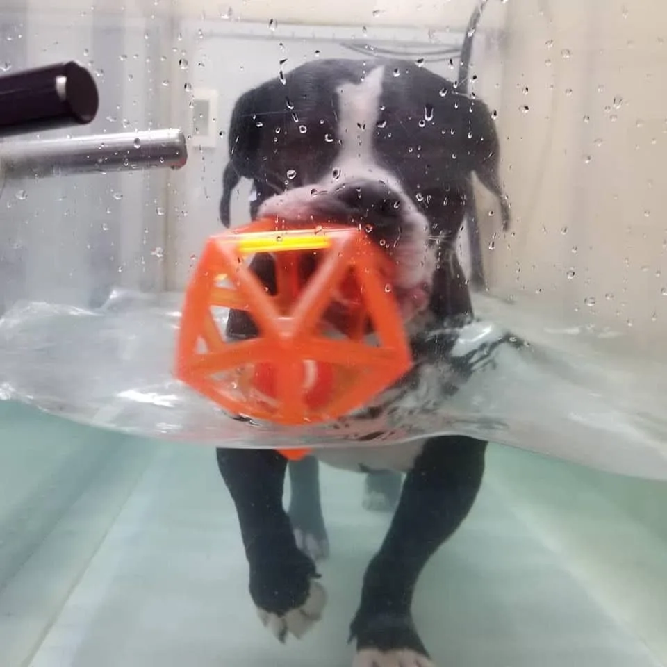 a dog having water therapy