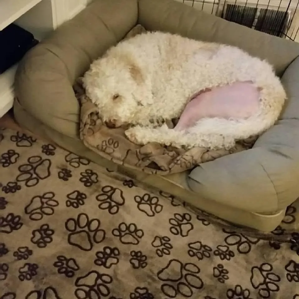 a dog with shaved leg sleeping