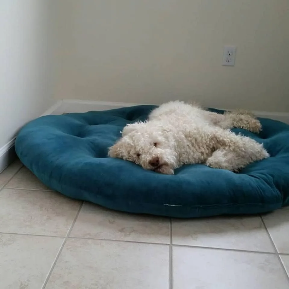 a dog lying on his bed