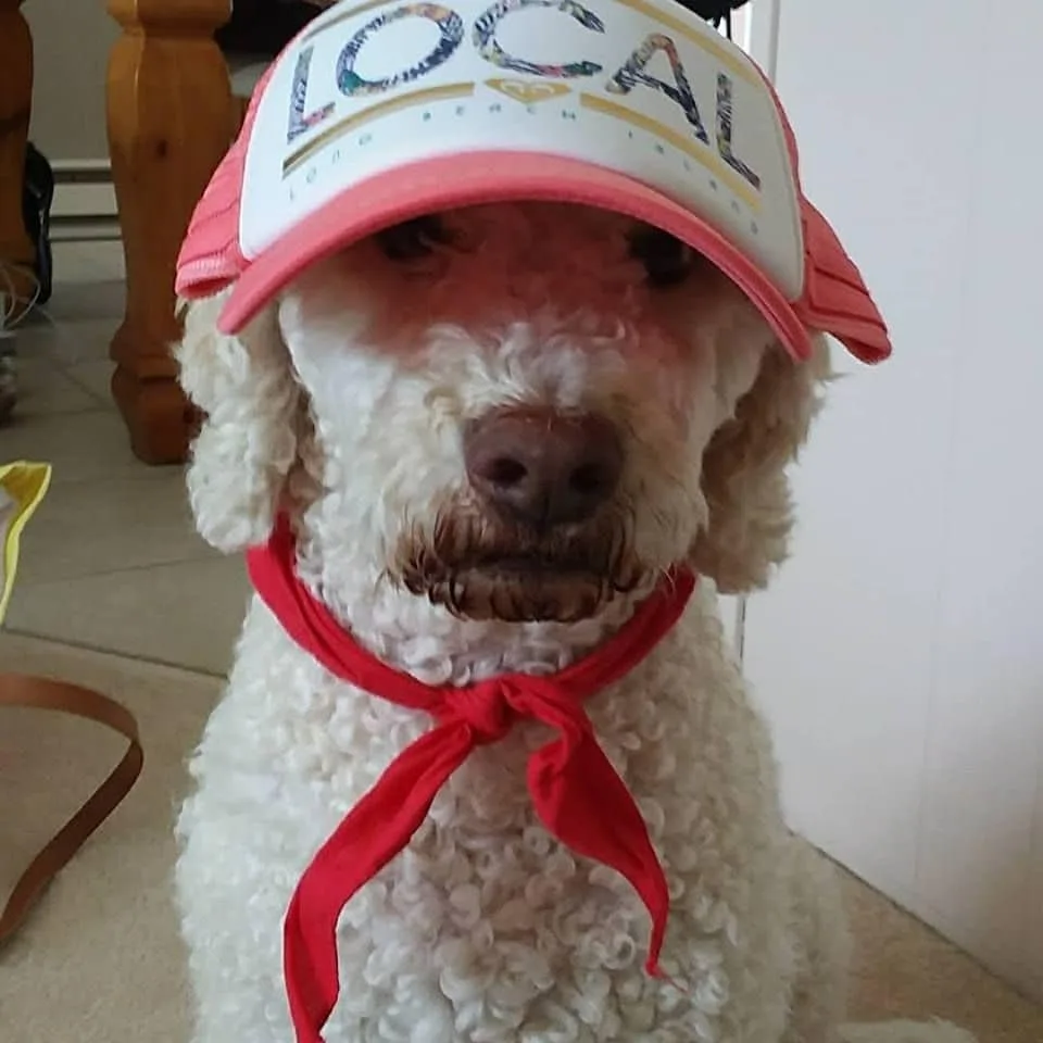 a poodle wearing a cap