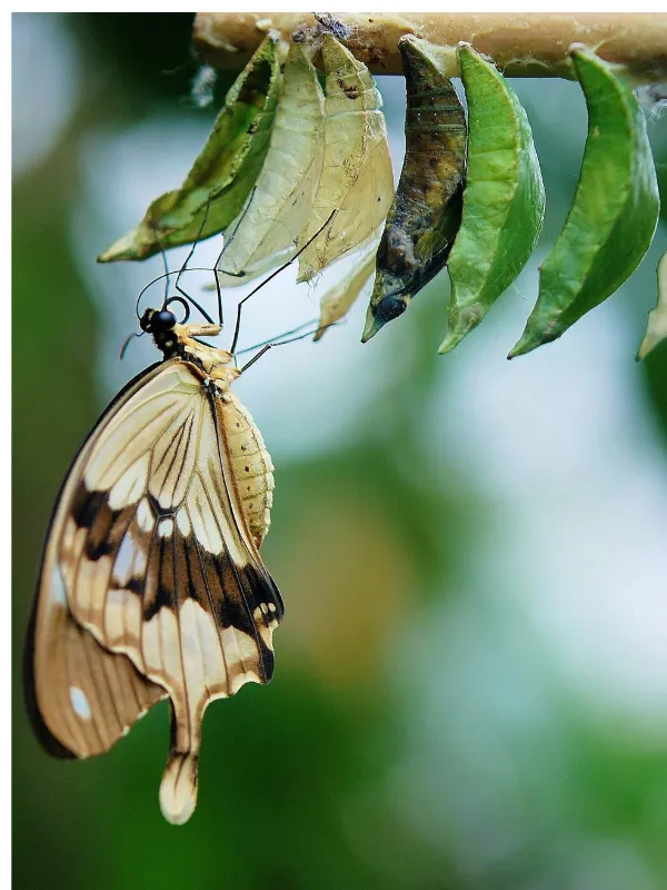 Tools for healing and reflection in trauma-informed therapy.”