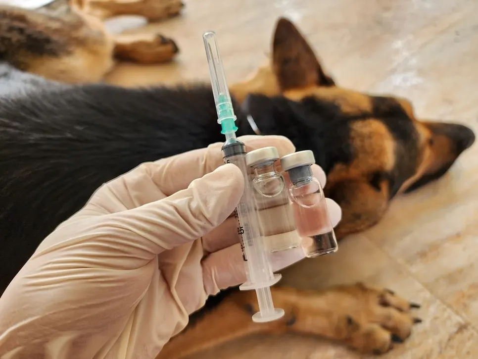 Pet Vaccinations