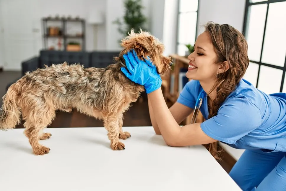 Pet Wellness Exam FAQs
