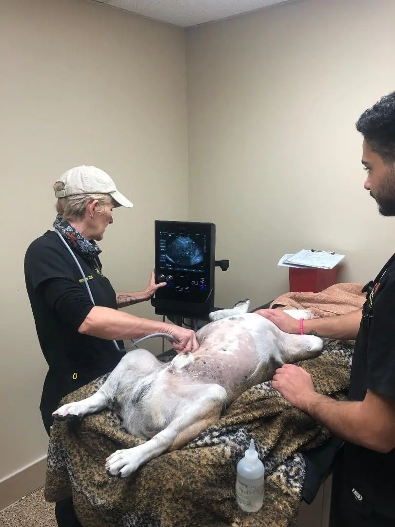 Dog and Cat Ultrasound - Family Pet Clinic of Redondo Beach