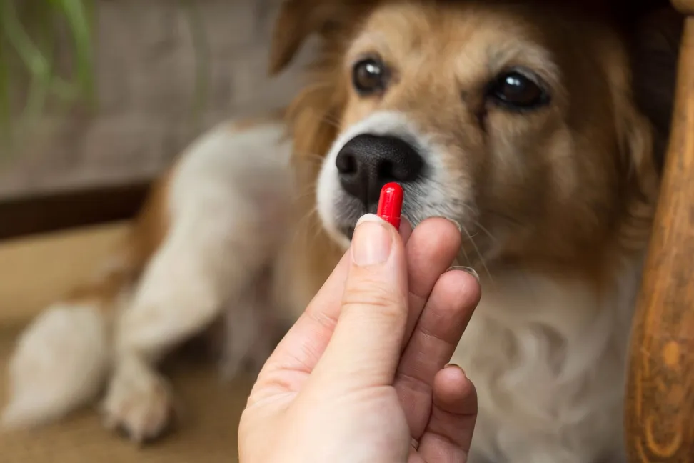 dog in the background with a hand holding a pill