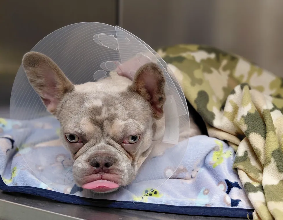 dog in cone after surgery