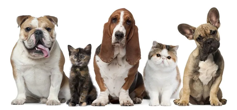 ALL ANIMAL VETERINARY SERVICES