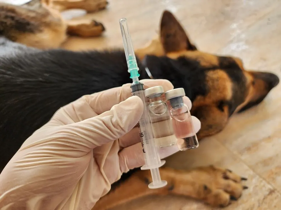 Dog Vaccination