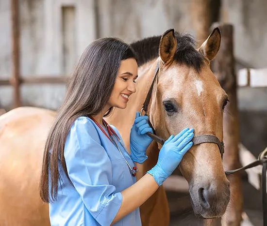 Preventative care Equine