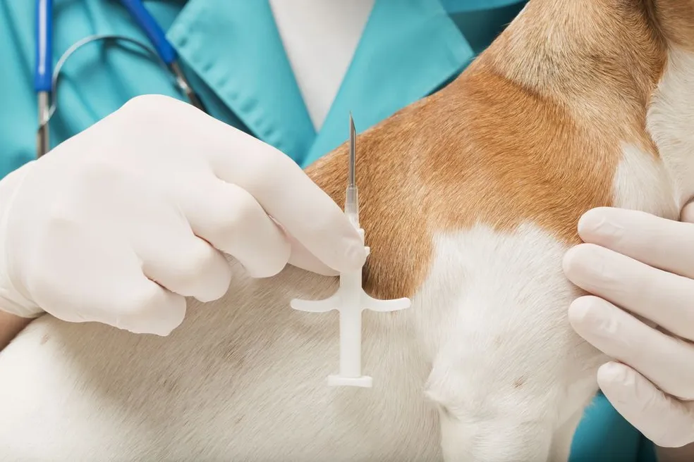 The Microchipping Process What Vets Actually Do